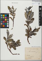 Foto von Salix glabra Scop.